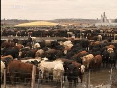 캐나다, 광우병 소 또 발견…정부, 긴급 점검 