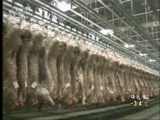 멕시코, 미국산 쇠고기 무더기 수입 중단 