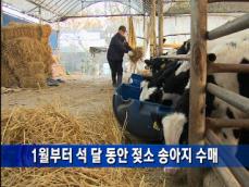 [주요단신] 1월부터 석 달 동안 젖소 송아지 수매 外 