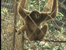 태국, ‘긴팔원숭이’ 보호 프로젝트 한창 