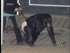 미 유명 침팬지 난동…사살 