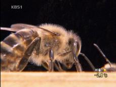 ‘꿀벌 독’ 이용한 민간요법…과학적 효과 입증 