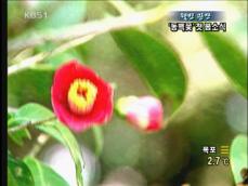 [웰빙광장] ‘동백꽃 향연’ 첫 봄소식 