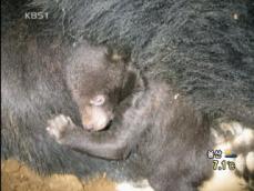 지리산 반달가슴곰 ‘첫 출산’ 경사 