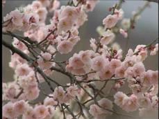 남녘은 ‘봄꽃 축제’ 향연 