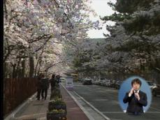국내 최대 벚꽃 축제 ‘진해 군항제’ 개막 