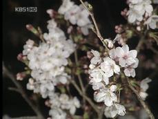 진해 군항제 개막…벚꽃 만발 