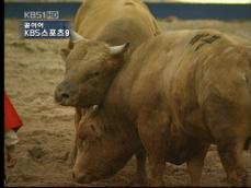 청도 소싸움 축제…‘싸움소 격돌!’ 