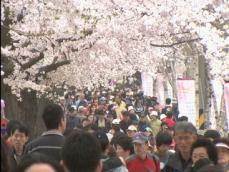 봄꽃 축제 잇따라…여의도 교통통제 