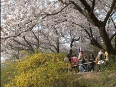 여의도 벚꽃축제, 오늘부터 교통 통제 