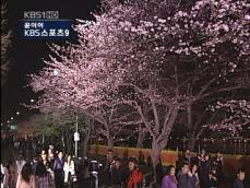 여의도 벚꽃축제 시작…오늘부터 교통 통제 