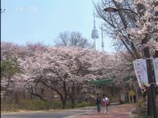 지구 온난화로 해마다 빨라지는 벚꽃 개화 