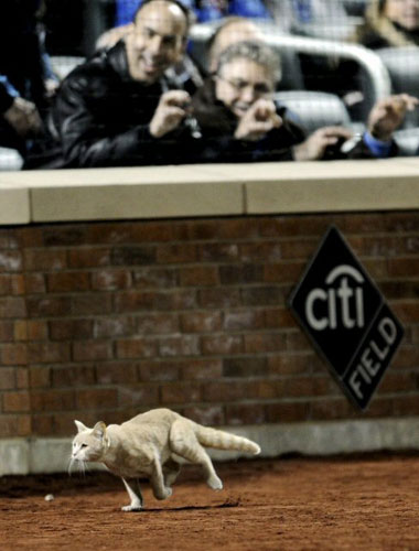 13일(현지시간) 미국 뉴욕에서 열린 미국 프로야구(메이저리그) 뉴욕 메츠-샌디에이고 파드리스 경기, 한 고양이가 경기장에 난입하자 관중들이 즐거운 표정으로 지켜보고 있다. 