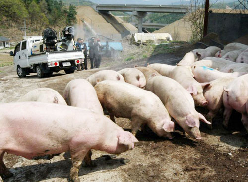  전 세계적으로 돼지인플루엔자가 확산 되면서 국내 감염 우려도 높아가고 있다. 27일 강원 춘천시 한 농가에서 시청 방역차량이 축사 주변을 소독중인 가운데 때마침 출하되는 돼지들이 우리에서 나오고 있다. 