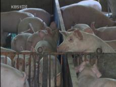 정부, 수입 돼지고기 검역·축사 방역 강화 