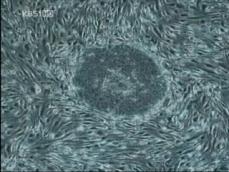 ‘황우석 방식’ 줄기세포 연구 3년 만에 재개 