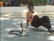 태국, 10살 짜리 ‘코브라 소년’ 인기 