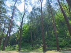 [뉴스광장 영상] 준경묘 소나무 숲 