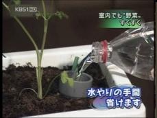 실내 채소 재배 용품 인기 