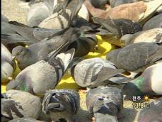 집비둘기 이젠 유해동물 지정…포획 가능 