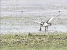 죽음의 호수 ‘시화호’ 생명이 날아들다! 