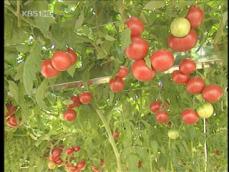 토마토 한 줄기에 1,200개 열매 ‘주렁주렁’ 