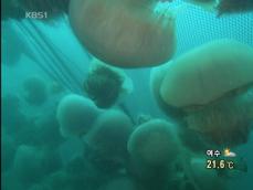 일본, 대형 해파리떼 출현…피해 속출 