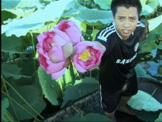 [클릭 세계속으로] 베트남 ‘연꽃 수확’ 