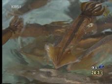 오징어 어획량 급감…동해안 어민 ‘울상’ 