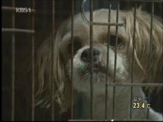 버려지는 애완동물 급증…보호시설 초만원 