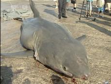 서해 ‘대형 식인 상어’ 발견…특공대 배치 