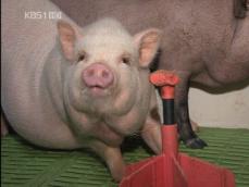 사람 면역 유전자 포함 장기이식 돼지 개발 