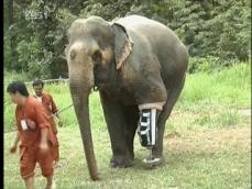 태국, 지뢰 밟은 코끼리에 새 의족 