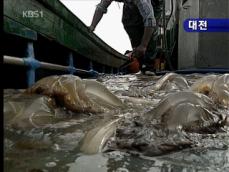 [네트워크] 해파리떼 극성, 어업 조업 중단 