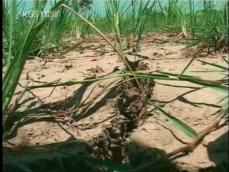 세계곡창 가뭄·폭염에 ‘몸살’…경제 비상 