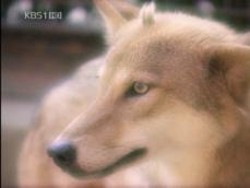 세계 최초 복제 늑대 ‘돌연사’…진상조사 착수 