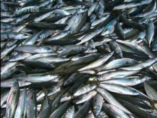 연근해 어업 ‘대풍’…위판고 신기록 