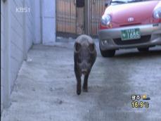 서울 도심에 멧돼지 잦은 출몰…왜? 
