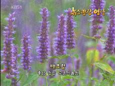 [뉴스광장 영상] 배초향 