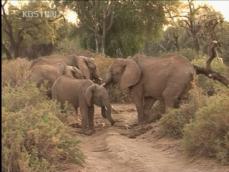 케냐 코끼리 생존 ‘위기’ 