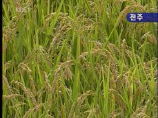 ‘수출 전문’ 쌀 생산단지 20곳 조성 