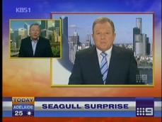 호주 뉴스 생방송에 갈매기 등장 